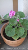 p. cucullatum