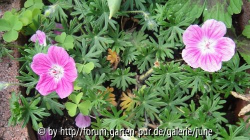 sanguineum Elke2011