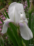 Mrs. Horace Darwin