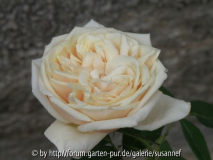 Perle dJ 2011