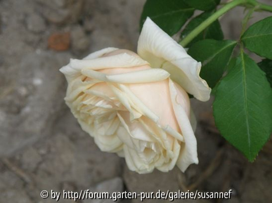 Perle deJ 2011a