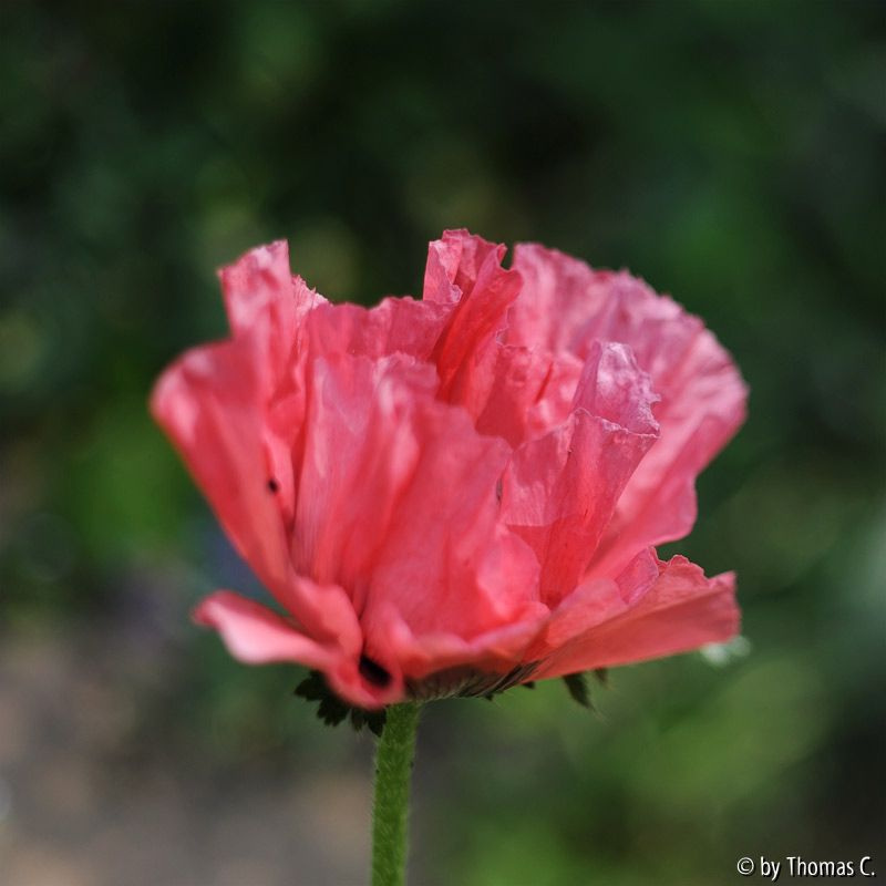 Maifarben 2011 4