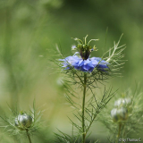 Maifarben 2011 1