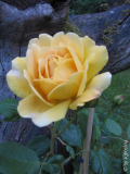 rose2~0.jpg