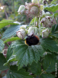 Leckere Himbeeren