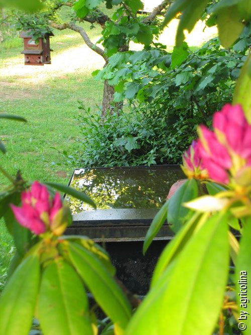 Warten auf Vogelbad-Besucher im Rhododendron-Versteck