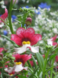 Tricolore