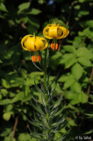 Lilium carniolicum 20110513.jpg