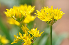 Allium moly.JPG