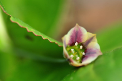 Allium nect_ 2.JPG