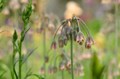 Allium nect_ 1.JPG