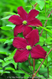 Clematis 'Vitiwester'