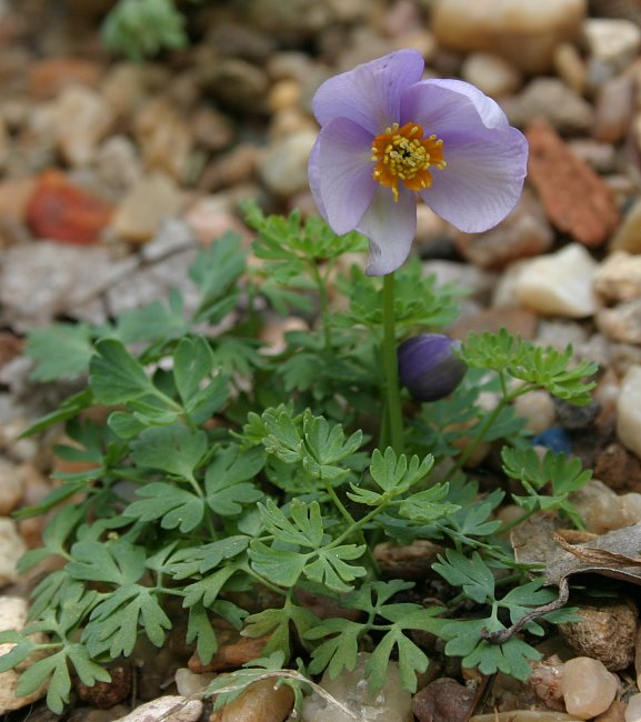 Paraquilegia microphylla