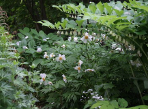 Paeonia 'Windflower'
