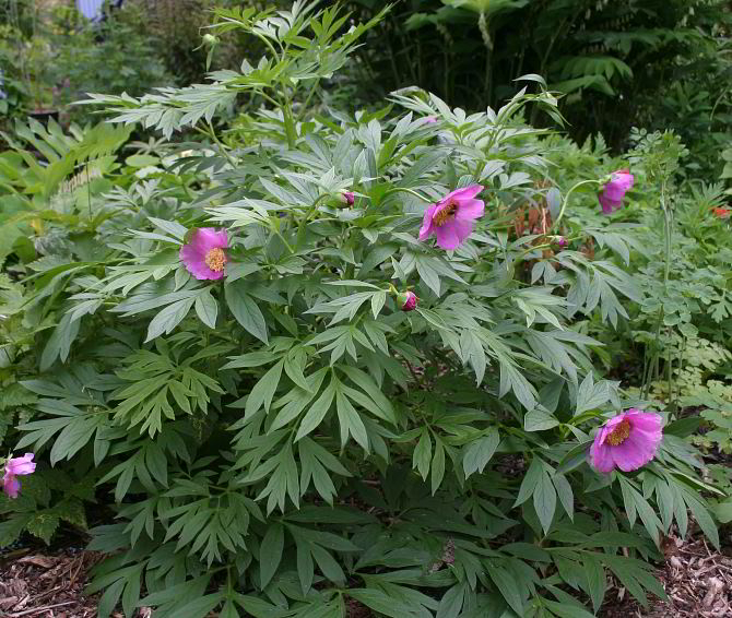 Paeonia anomala ssp anomala