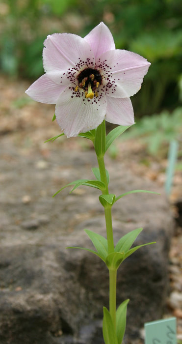 Nomocharis farreri
