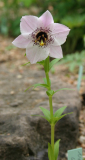 Nomocharis aperta