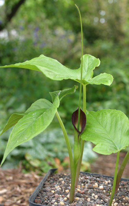 Pinellia tripartita