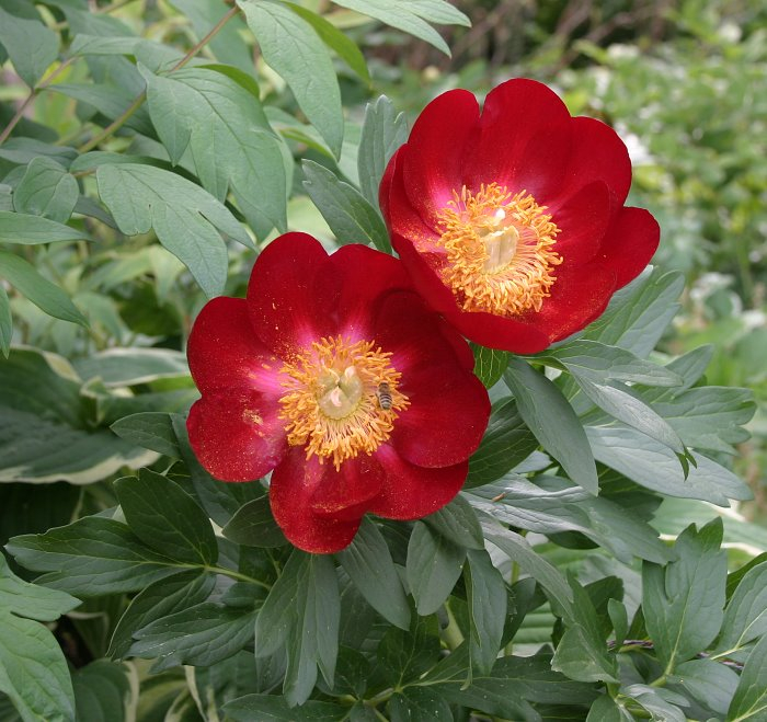 Paeonia peregrina