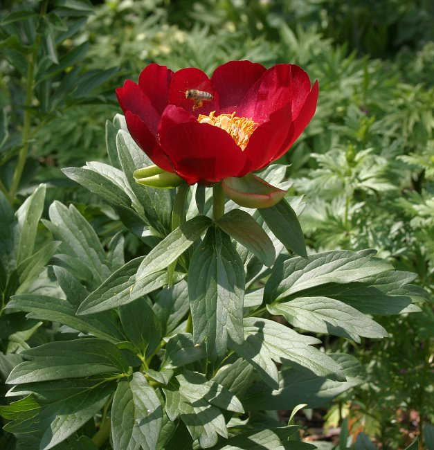 Paeonia peregrina