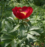 Paeonia peregrina