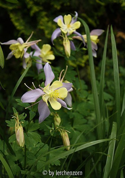 Aquilegia caerulea blau-gelb