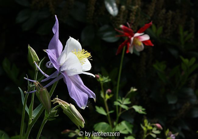 Aquilegia caerulea 