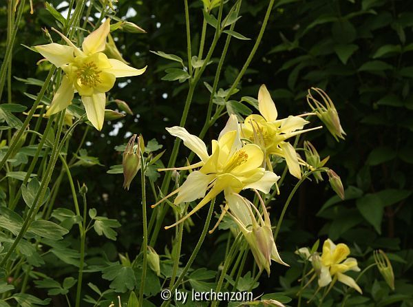 Aquilegia caerulea creme