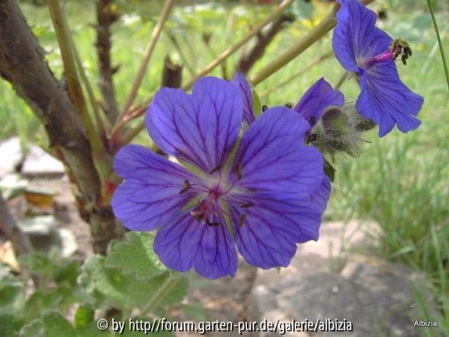 Sämling Geranium