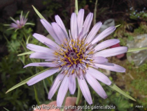 Tragopogon porrifolius Blüte
