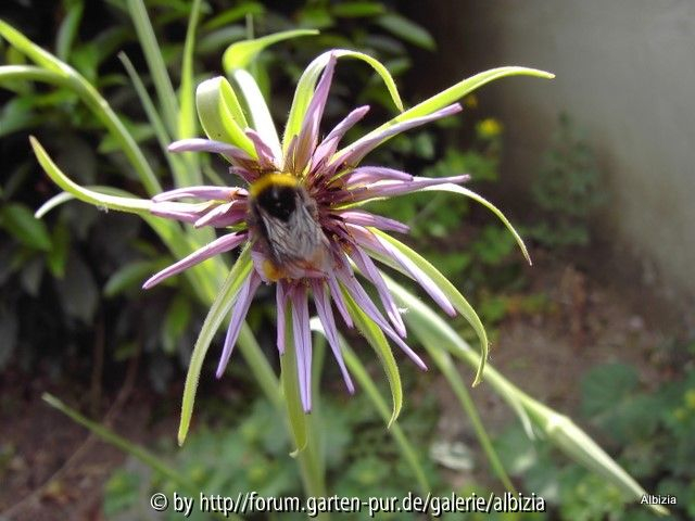 Tragopogon porrifolius - Samenproduktion ist im Gange