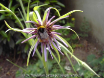 Tragopogon porrifolius - Samenproduktion