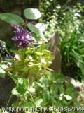 viridiflora mit akeleisämling