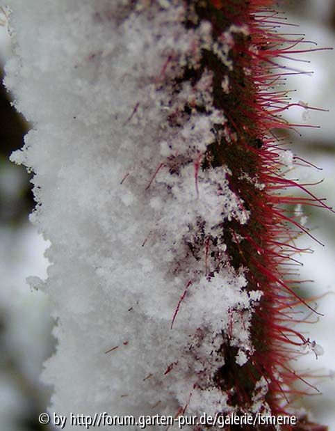 Japanische Weinbeere mit Schnee
