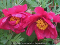 P. 'Chinese Dragon'