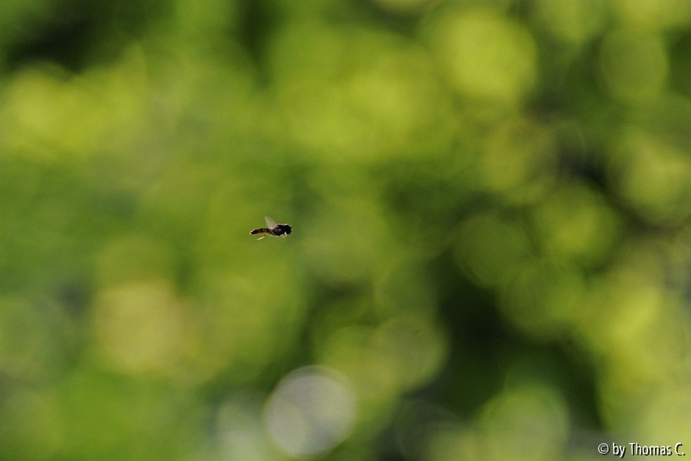 Schwebefliegenwelt