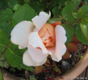 Ambridge Rose 1-2011