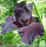 schwarz