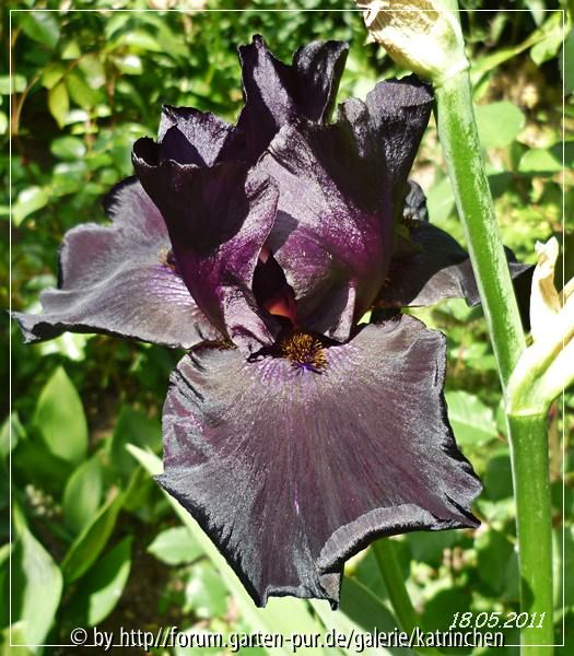 Old Black Magic 3