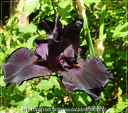schwarz 1