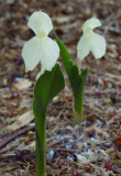 Roscoea humeana 'Long Acre Sunrise'