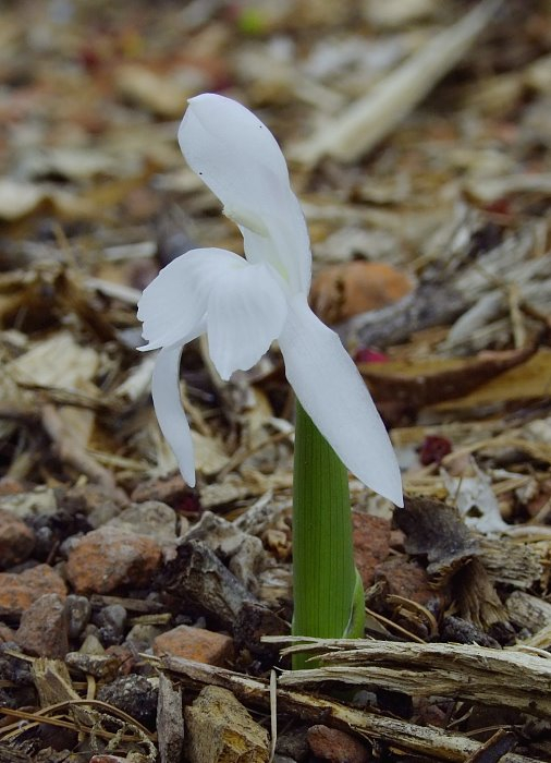 Roscoea humeana 'Snowy Owl'