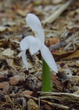 Roscoea humeana 'Snowy Owl'