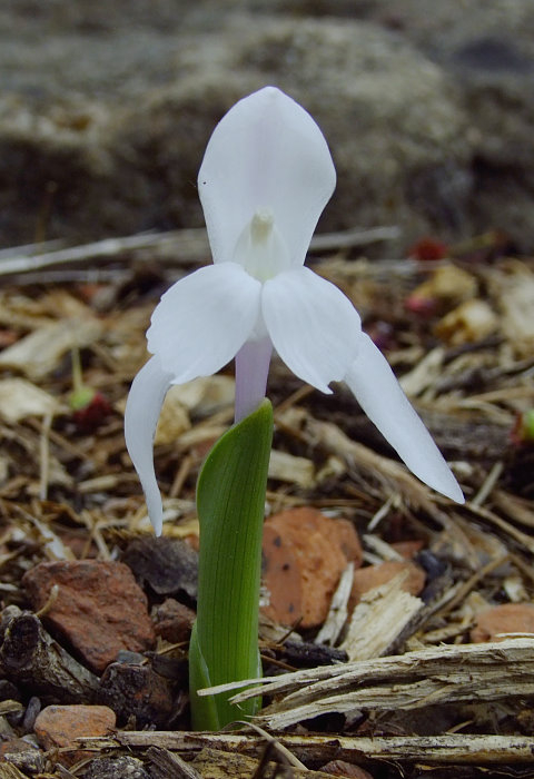 Roscoea humeana 'Snowy Owl'