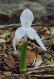 Roscoea humeana 'Snowy Owl'