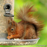 Körnerhörnchen1