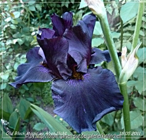 Old Black Magic am Abend