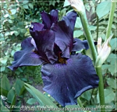 Old Black Magic am Abend