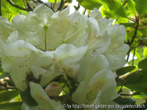 Rh. wardii-Hybr.