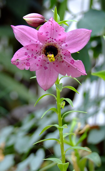Nomocharis saluenensis